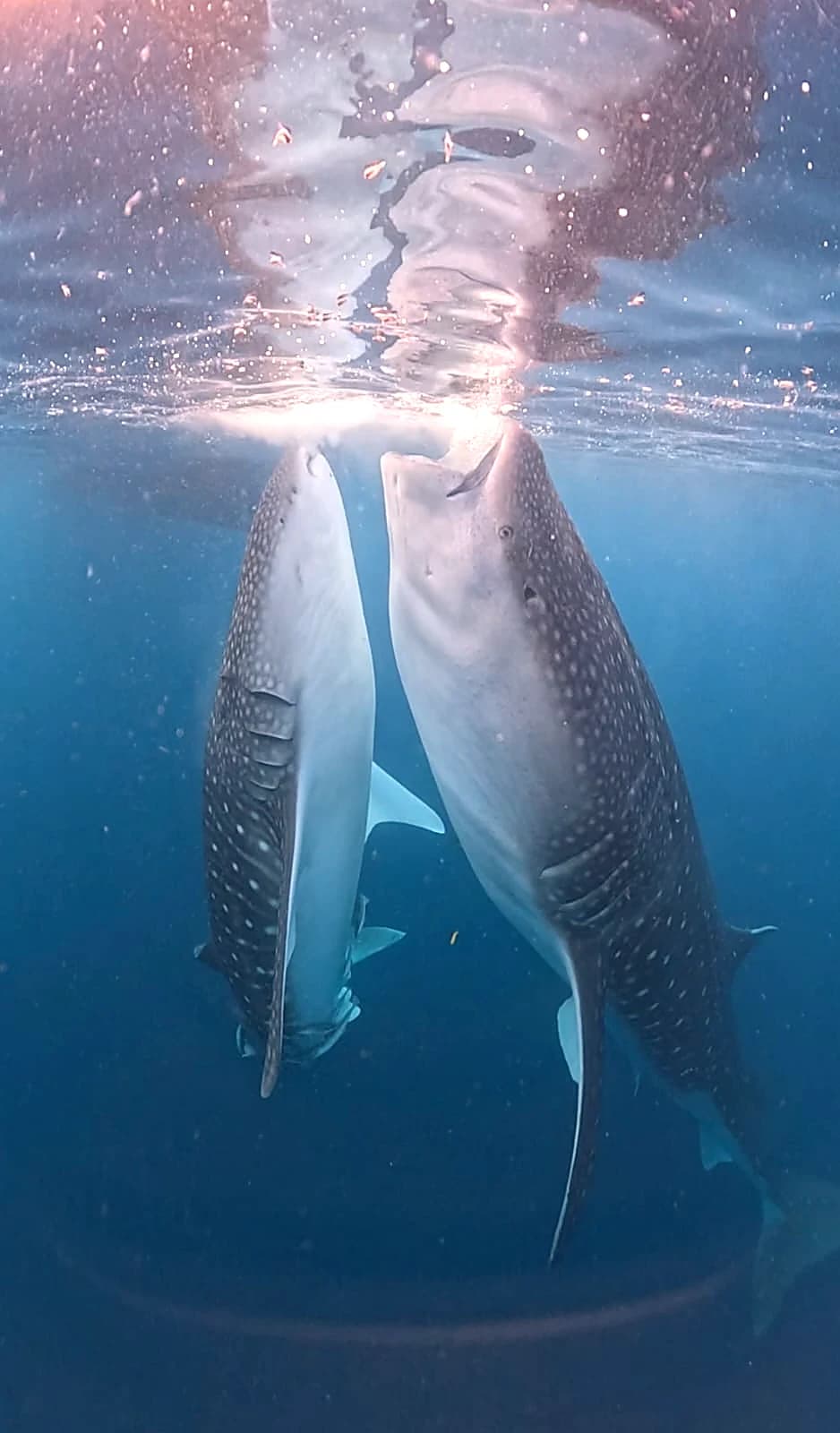 2D1N Sumbawa Whale Shark Tour — Start & Finish Sekongkang