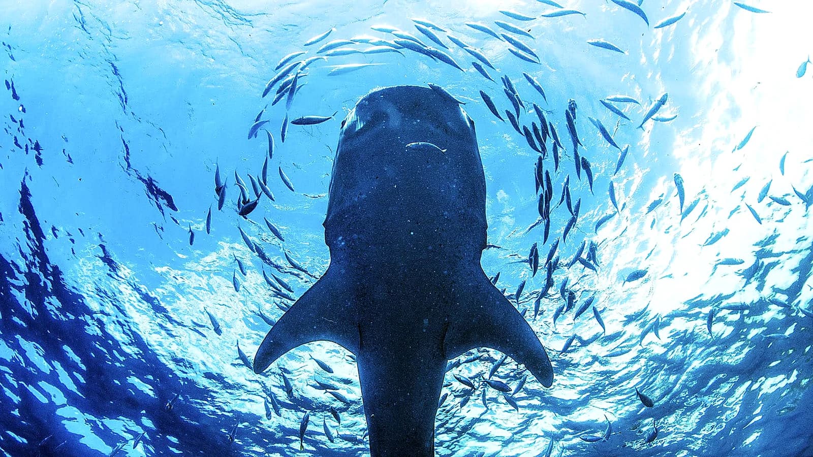 Whale Sharks of Saleh Bay: A Complete Guide Before You Go