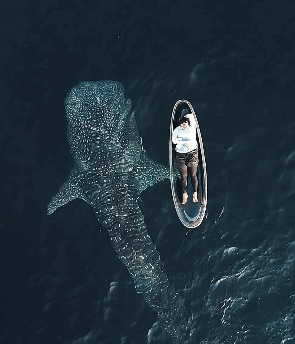 2D1N Sumbawa Whale Shark Tour — Start & Finish Poto Tano