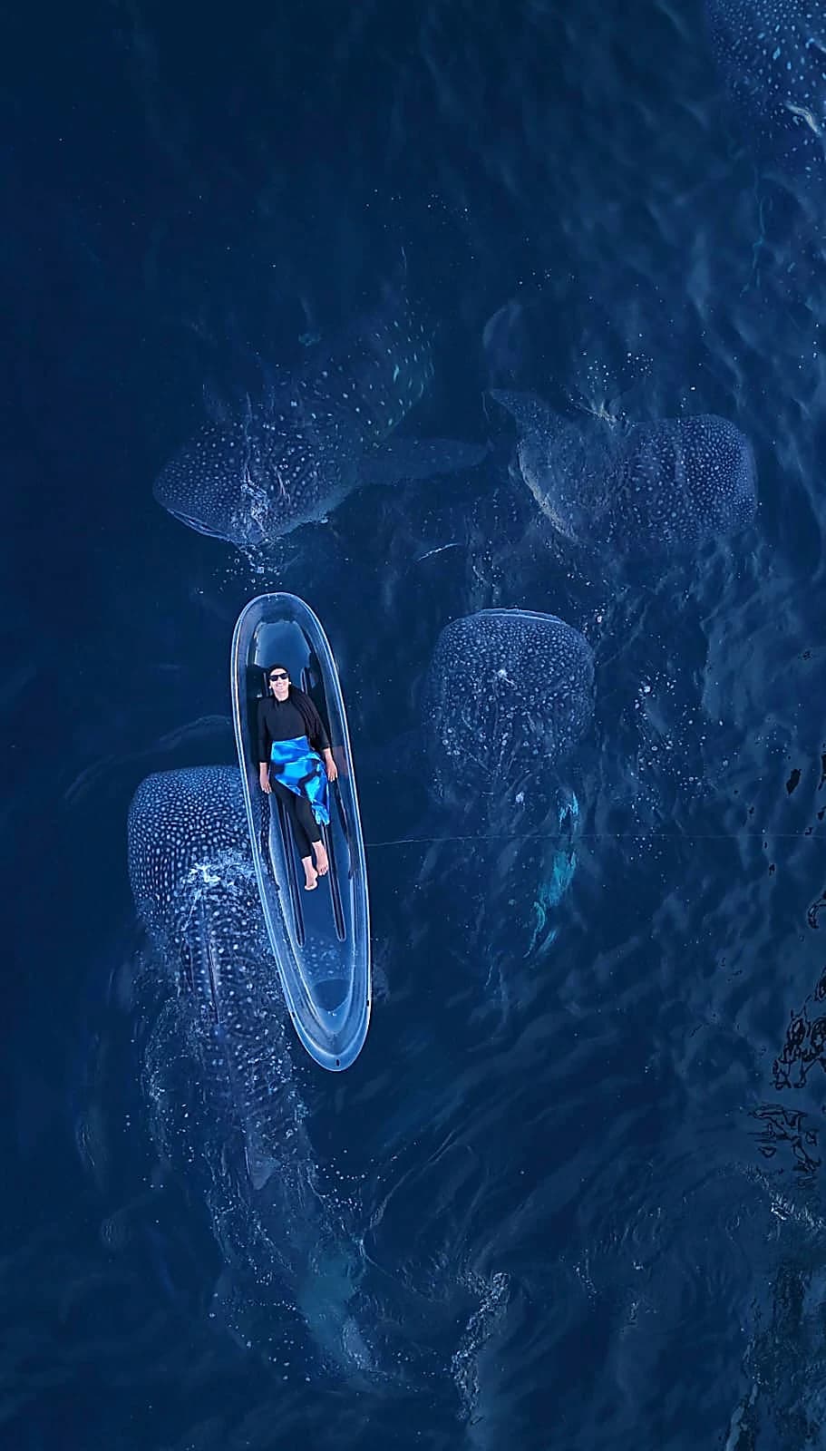 Saleh Bay Whale Shark Tour — Start from Labuan Jambu Village