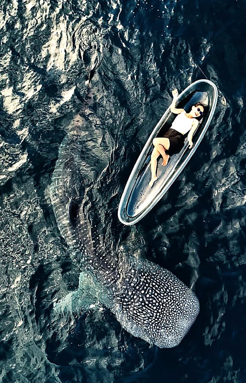 Whale Shark Tour from Sumbawa Besar (Speed Boat)