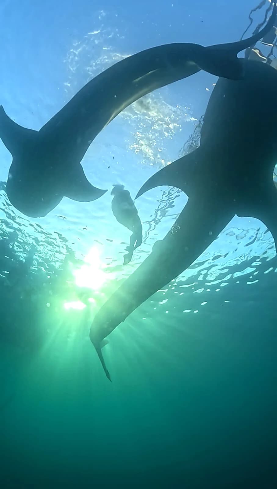 2D1N Sumbawa Whale Shark Tour — Start & Finish Lombok