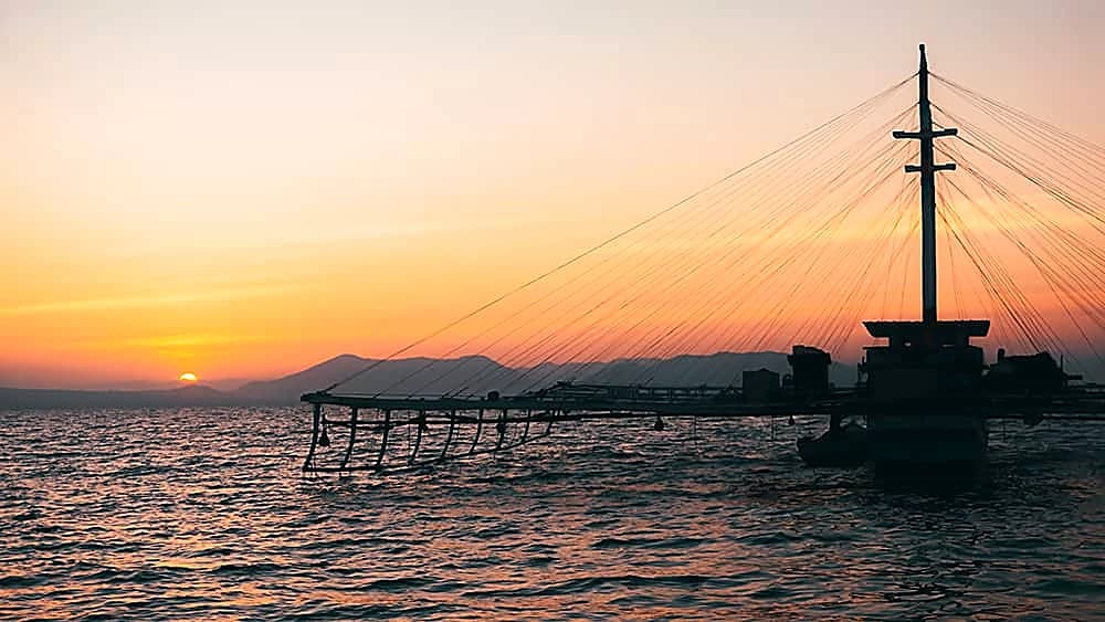 Whale Shark Open Trip Sumbawa — Start from Lombok